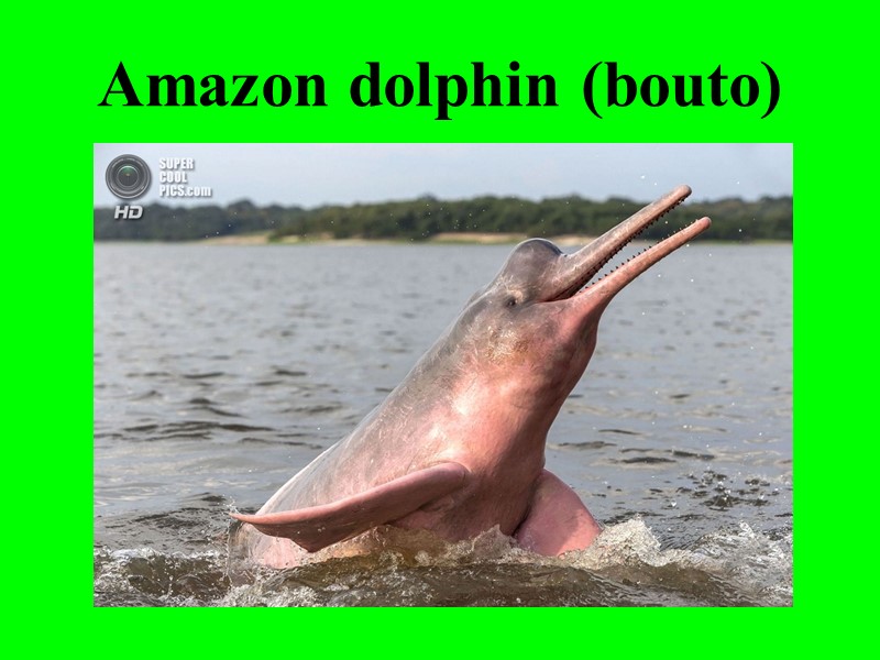 Amazon dolphin (bouto)